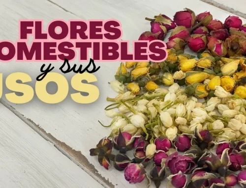 Edible flowers and their uses