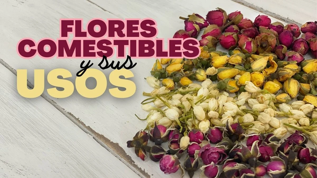 Les fleurs comestibles et leurs utilisations